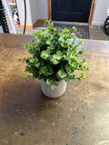 Plant